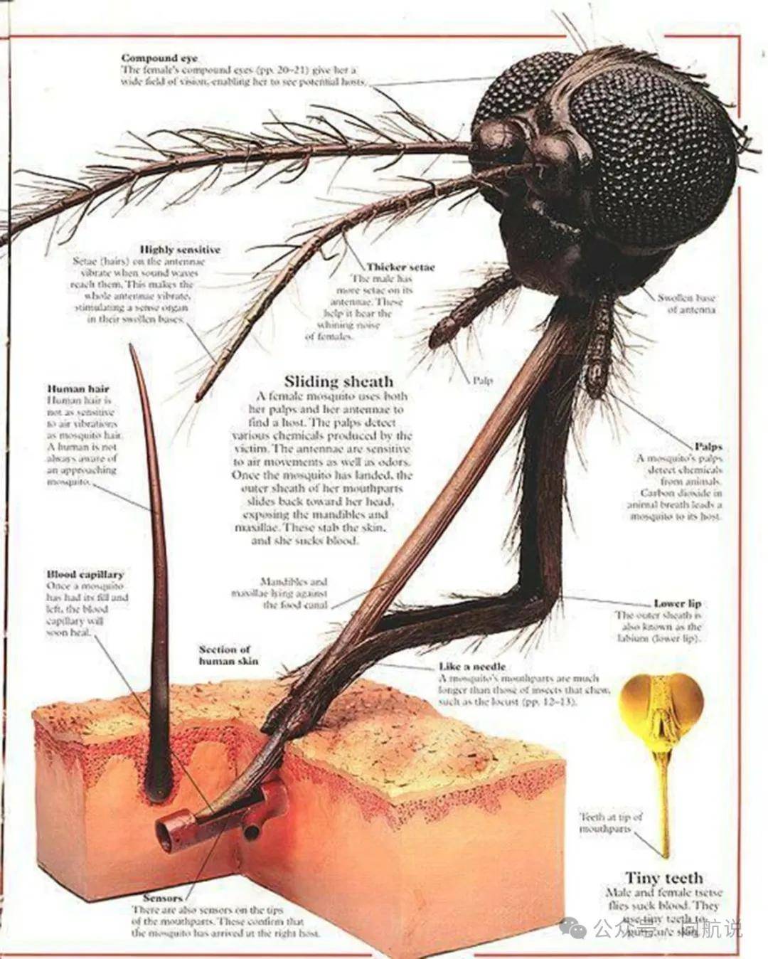 又能飞到几层楼?高楼层真的没蚊子吗