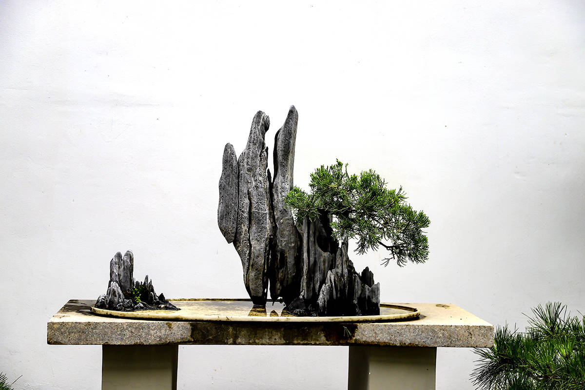 靖江西郊盆景园 方寸陶盆容万里山河