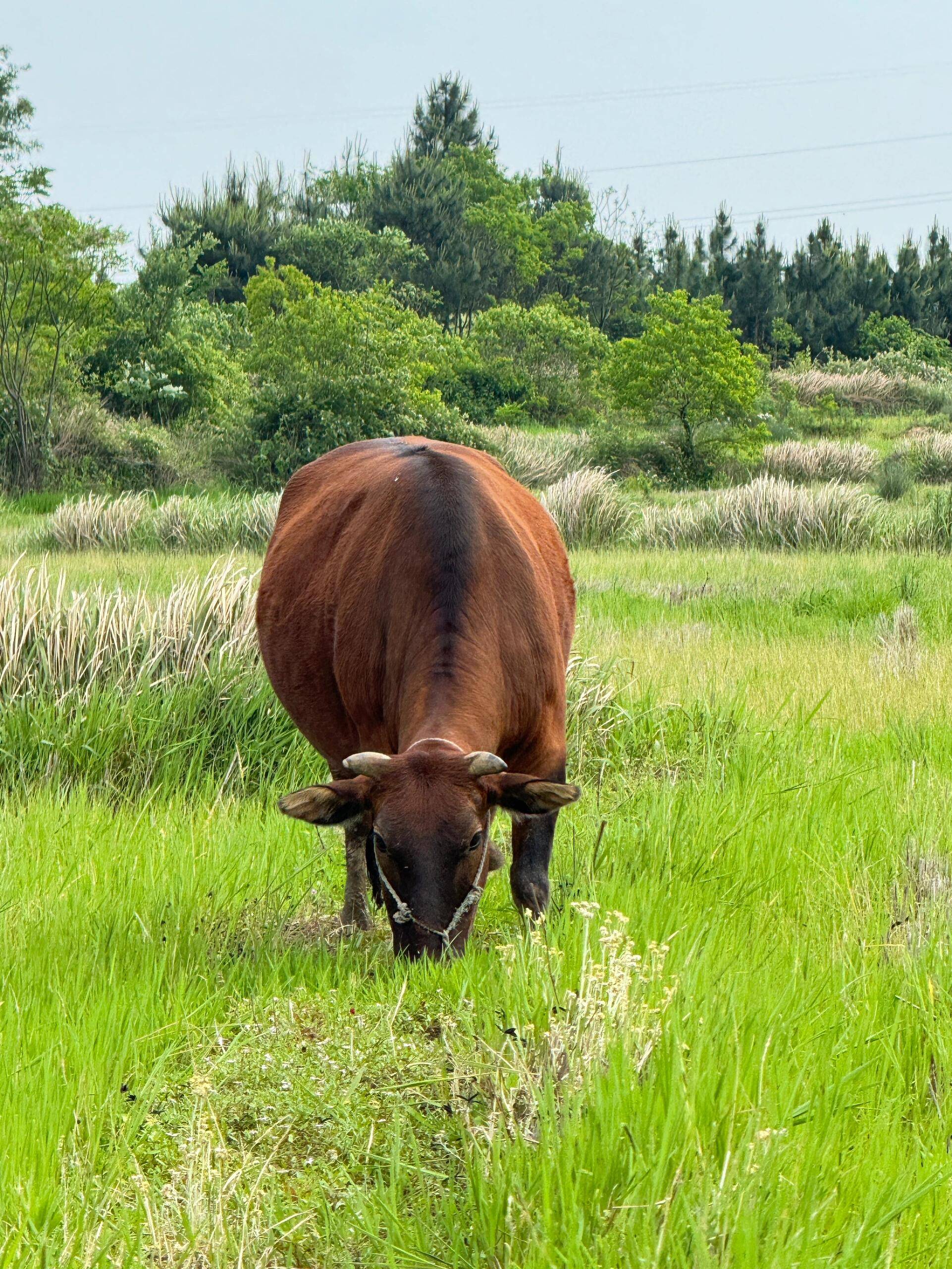 即将迎来的3件喜事,生肖牛本月的3件喜事是啥呢?