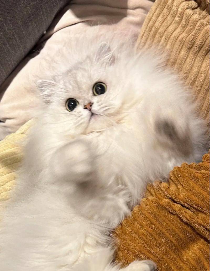 金吉拉猫有泪痕是什么原因?吃什么牌子的猫粮好?这5款快码住!