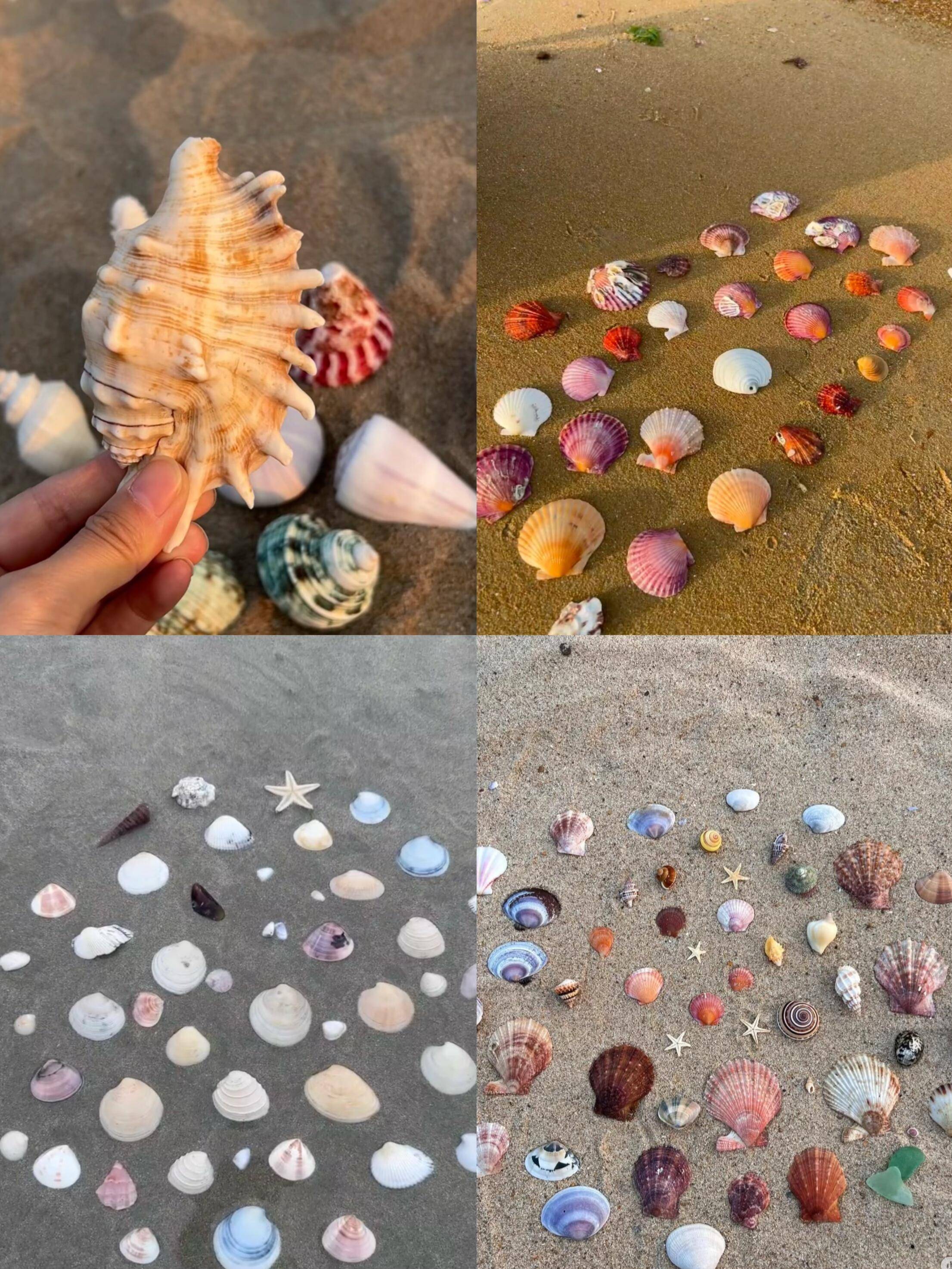 暑假旅行,日照捡贝地点