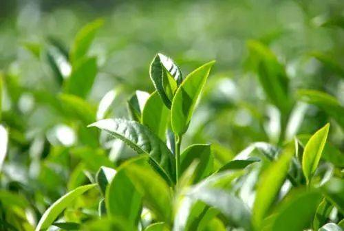 茶古代雅称__茶的称谓