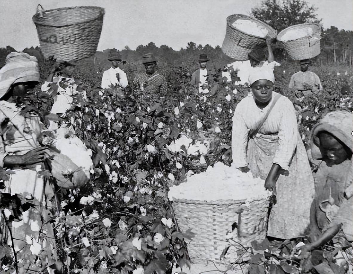 女黑奴的双面性,棉花地里的采摘机器,奴隶主的繁衍工具