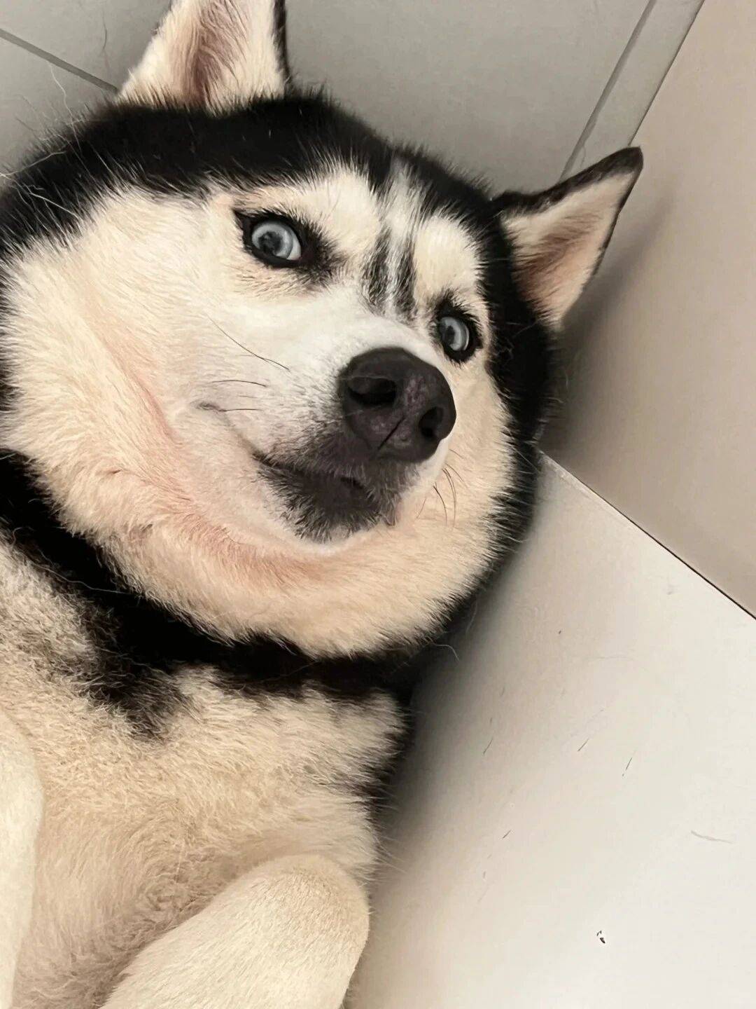 哈士奇狗粮品牌排行榜!哈士奇长肉吃什么狗粮好?