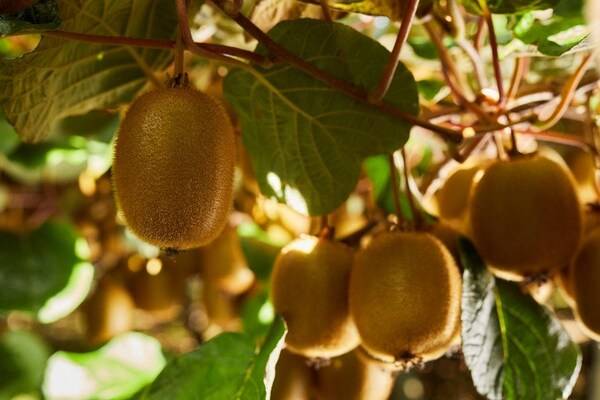 佳沛绿奇异果获欧盟健康声称认证，开创新鲜农产品行业先河