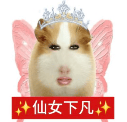 猪妞最爱用的超火抖音表情包