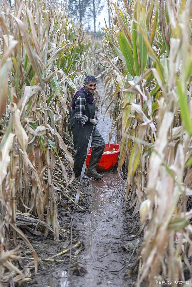 平常年份,农民收回来的庄稼可以直接晒干入库,今年得想方设法找地方