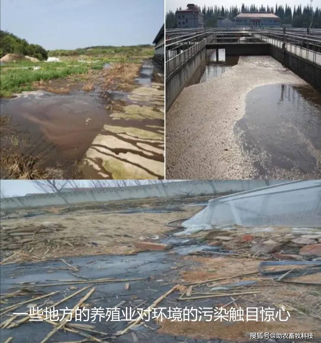 大量养殖场被罚的主要问题是废水偷排,运用微生物技术低成本快速处理