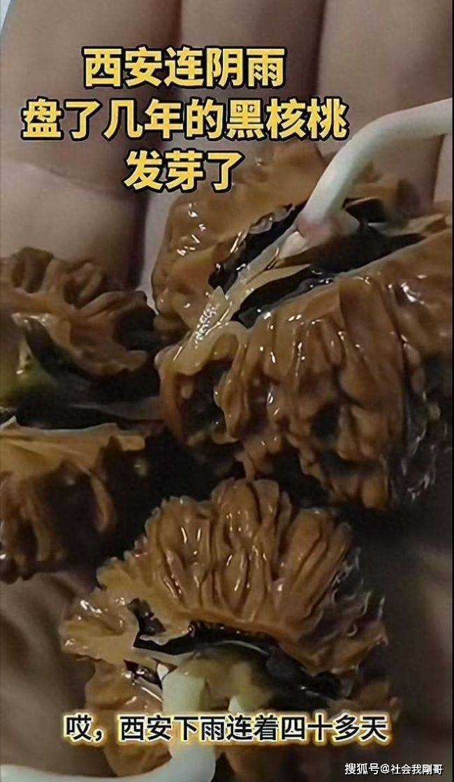 原创
            盘了四年文玩核桃，竟在阴雨天“活”了？西安一场秋雨，唤醒一颗沉睡的种子-祁梦博客