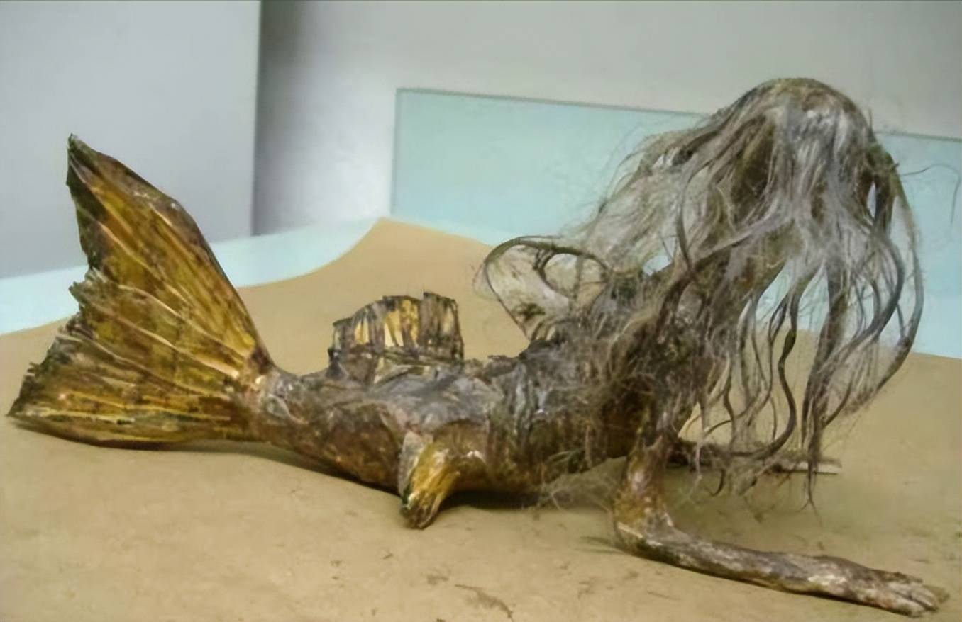 生物_人鱼_人类