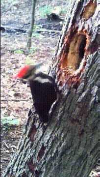 搞笑GIF：姑娘，你在这39°的天气穿裙子骑共享电动车，会不会有点？