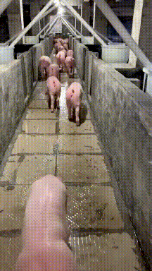 搞笑GIF：姑娘，你在这39°的天气穿裙子骑共享电动车，会不会有点？