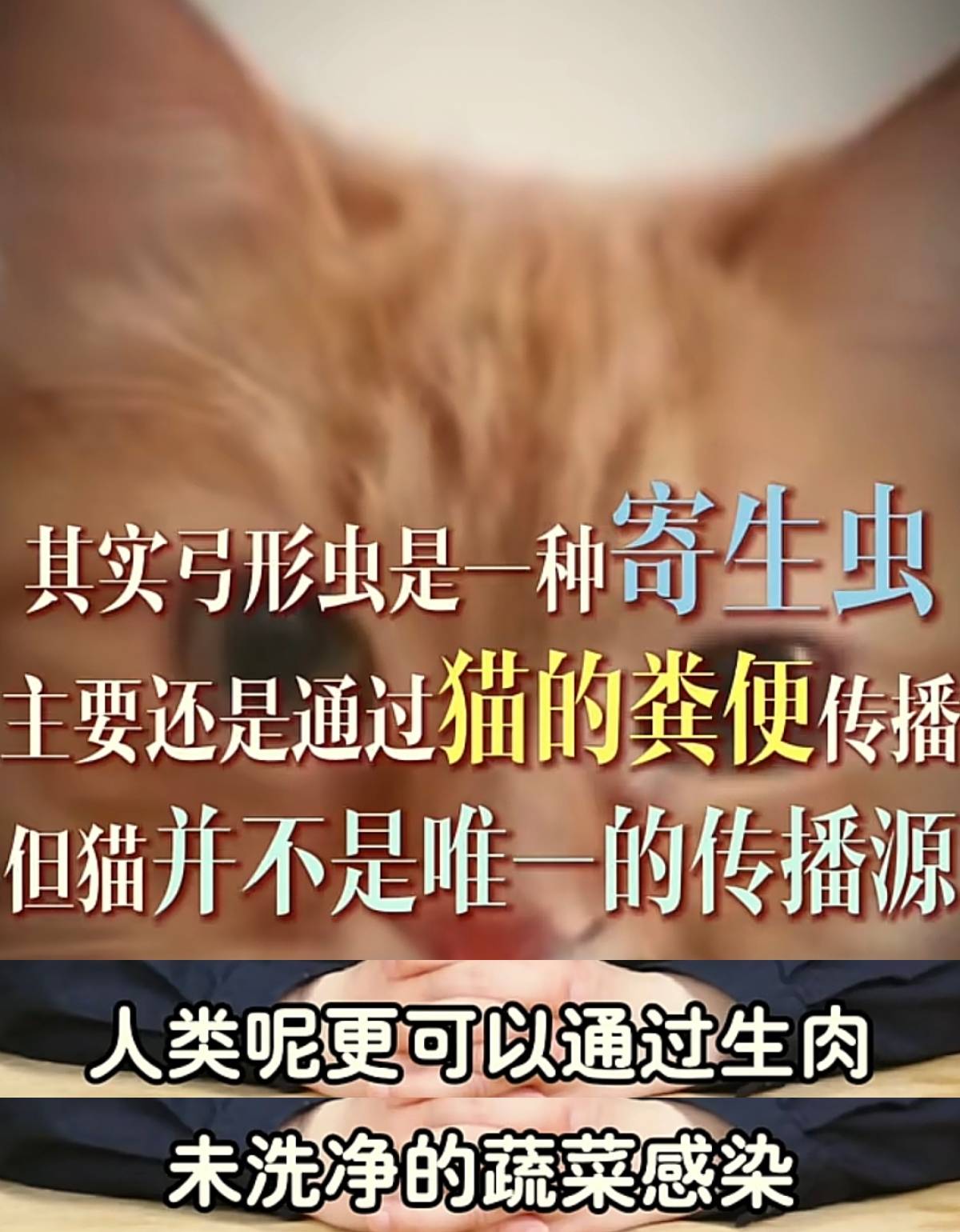 社区医生：怀孕别养猫了,二手烟反倒没事！孕妇无语了