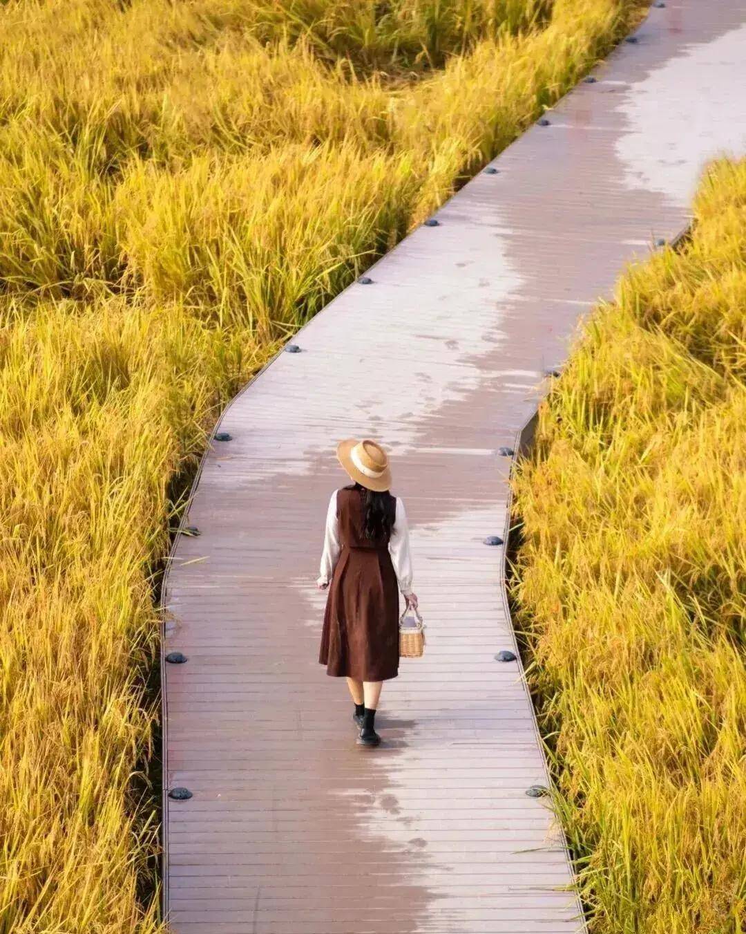 【广州三大秋色】11月15日丨上罗千亩柿子海+艾米稻香小镇+罗洞工匠小镇