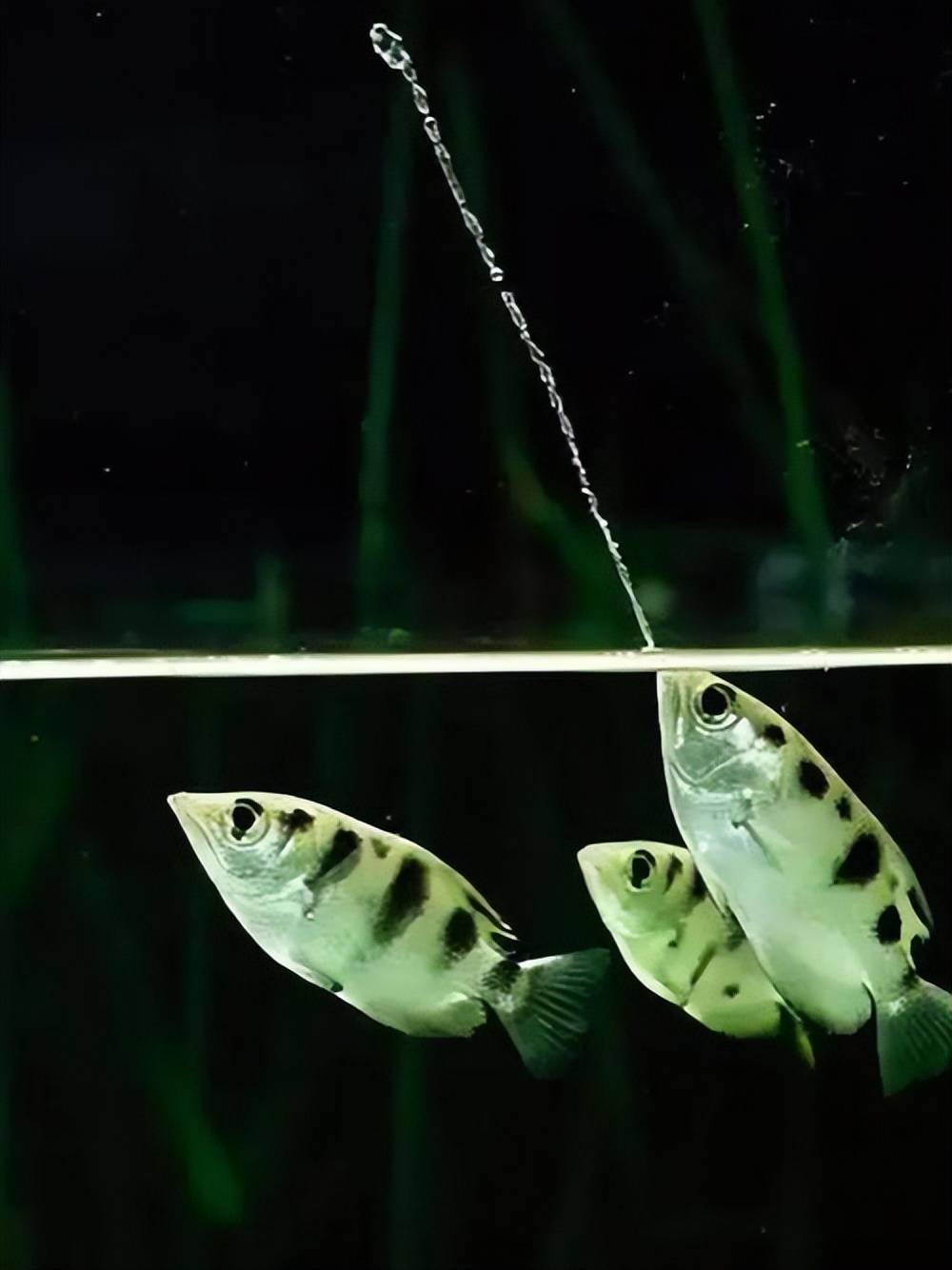 射水鱼的"水弹狙击":咋计算光线折射,精准击落水面之上的昆虫?