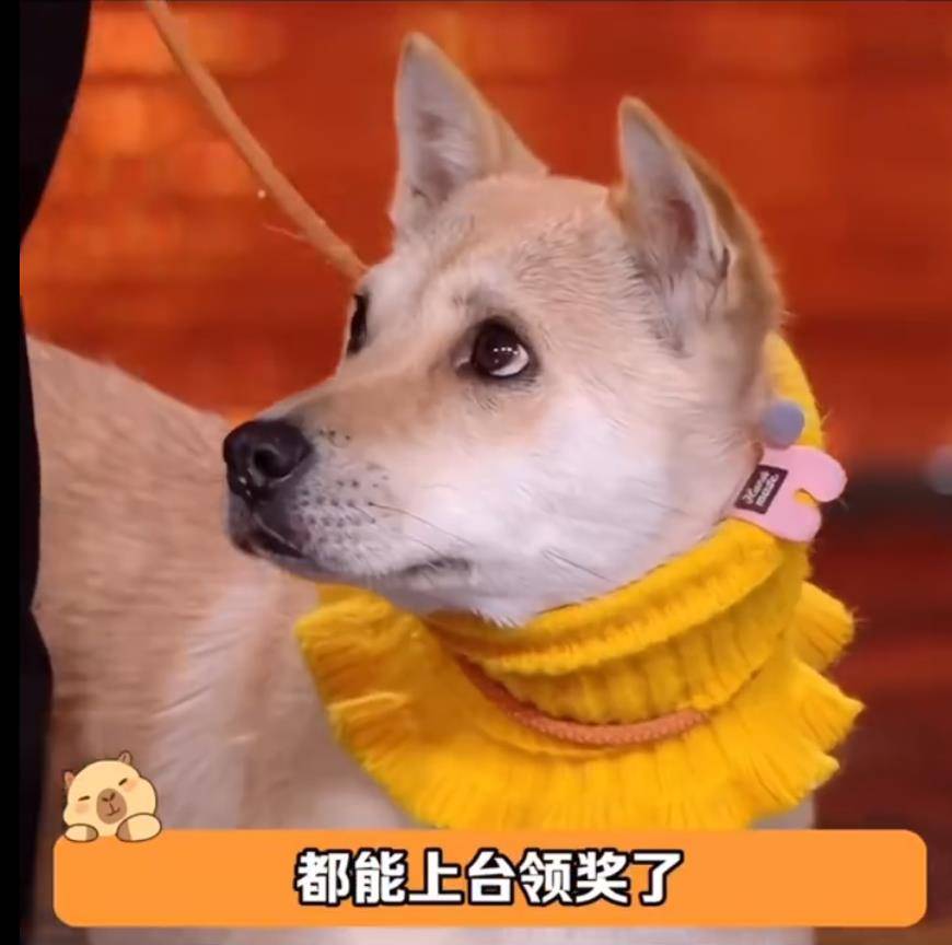 演员狗狗“大黄”上台领奖,主人称其是“专业演员” 插图4 演员狗狗“大黄”上台领奖,主人称其是“专业演员” 插图4