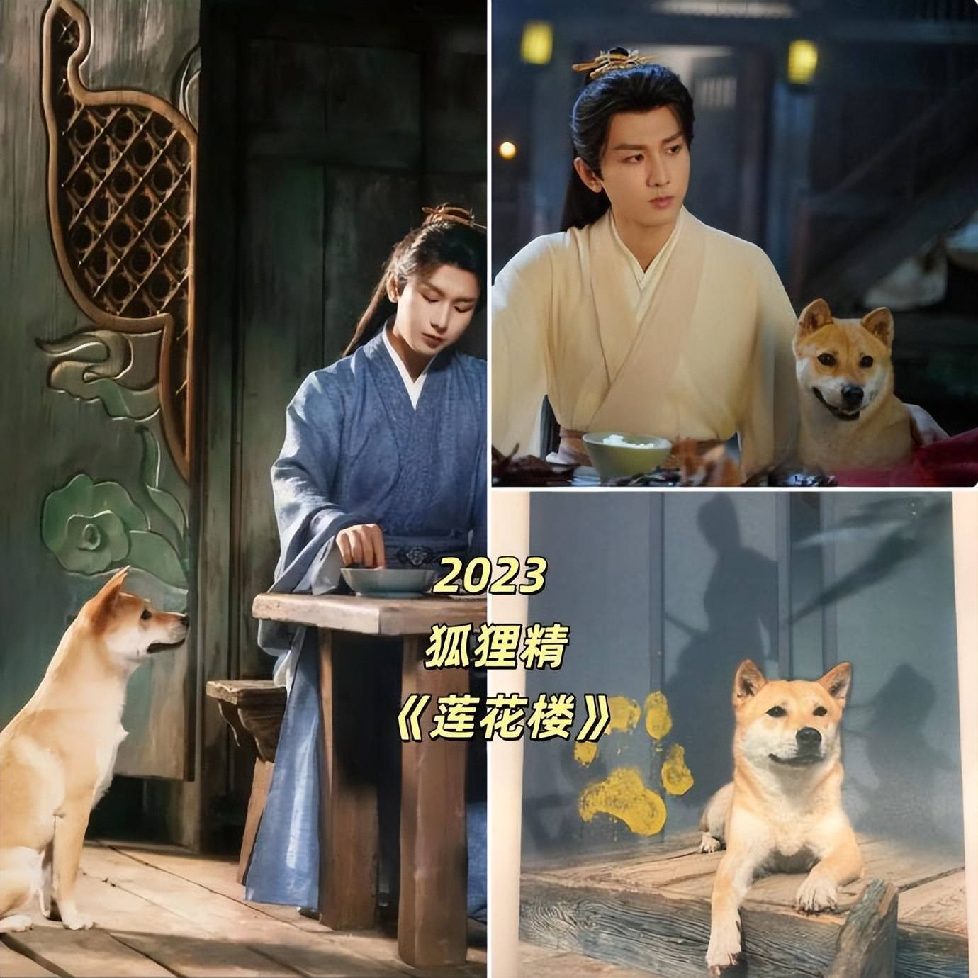 演员狗狗“大黄”上台领奖,主人称其是“专业演员” 插图7 演员狗狗“大黄”上台领奖,主人称其是“专业演员” 插图7