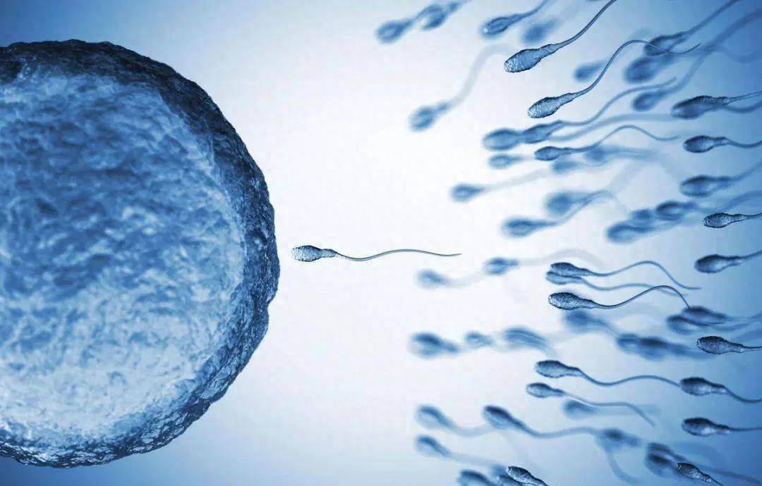 女人体内没有受精的精子去哪里了？身体这样悄悄处理