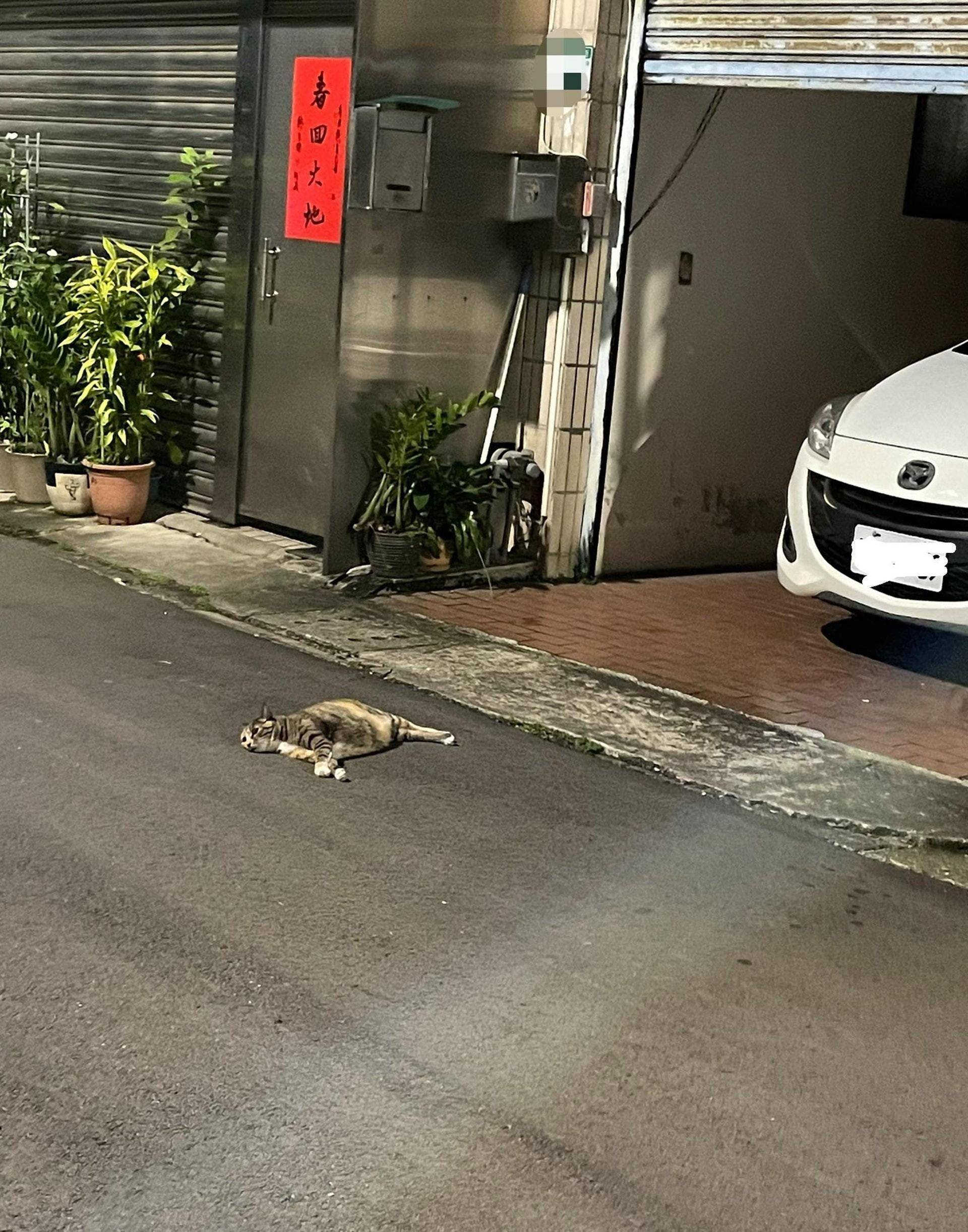 车祸猛于虎,为啥路上被车撞死的猫要比狗多得多?猫不是很灵活吗?