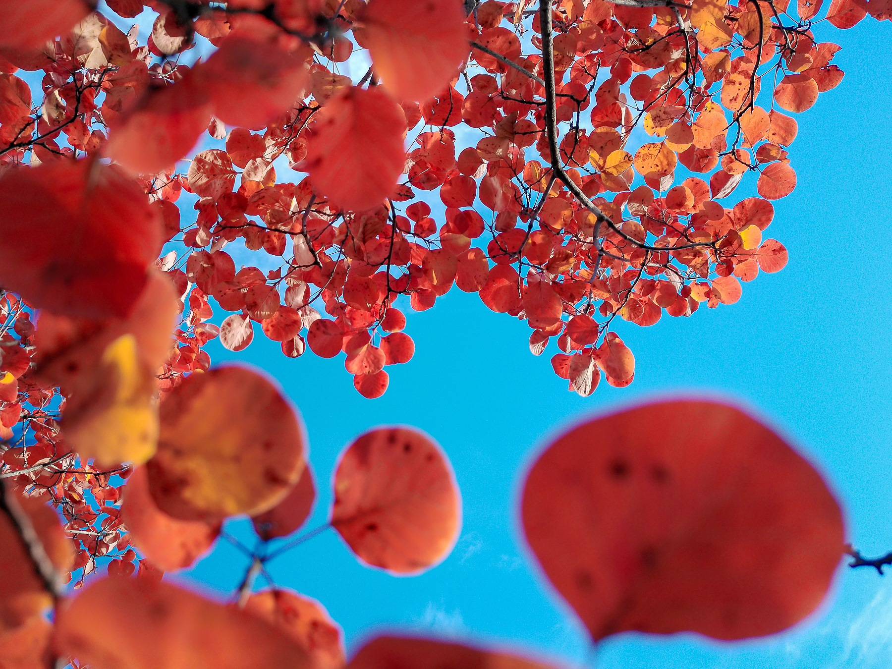 松典VE418,大底高像素,国产卡片机画质越级新标杆