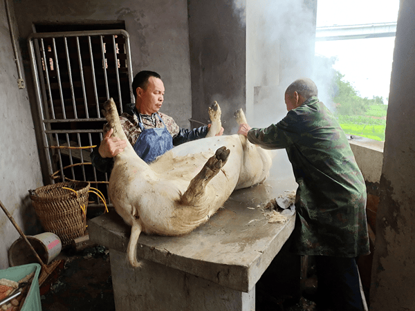 涪陵磐石玉寨刨猪汤鲜香启幕 乡土风味点亮冬日欢聚 (图2) 涪陵磐石玉寨刨猪汤鲜香启幕 乡土风味点亮冬日欢聚 (图2)