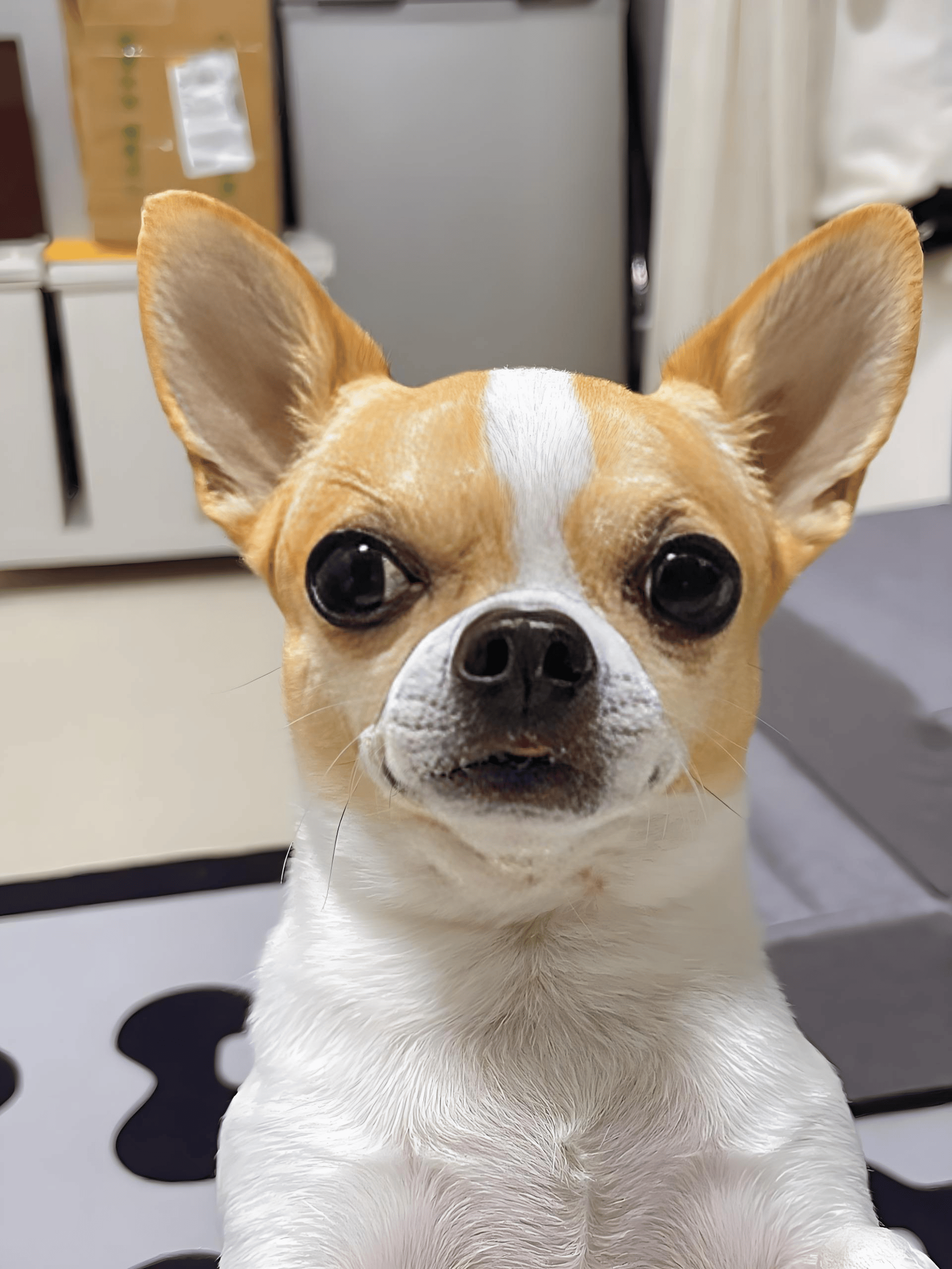 吉娃娃毛发变白吃什么狗粮?有什么牌子的狗粮好?