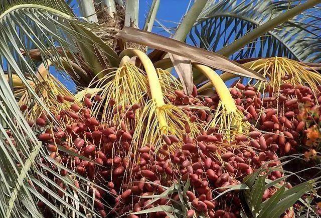 图片[10]-它是迪拜土豪最爱吃的水果，是财富的象征，到了中国却不受欢迎！-华闻时空