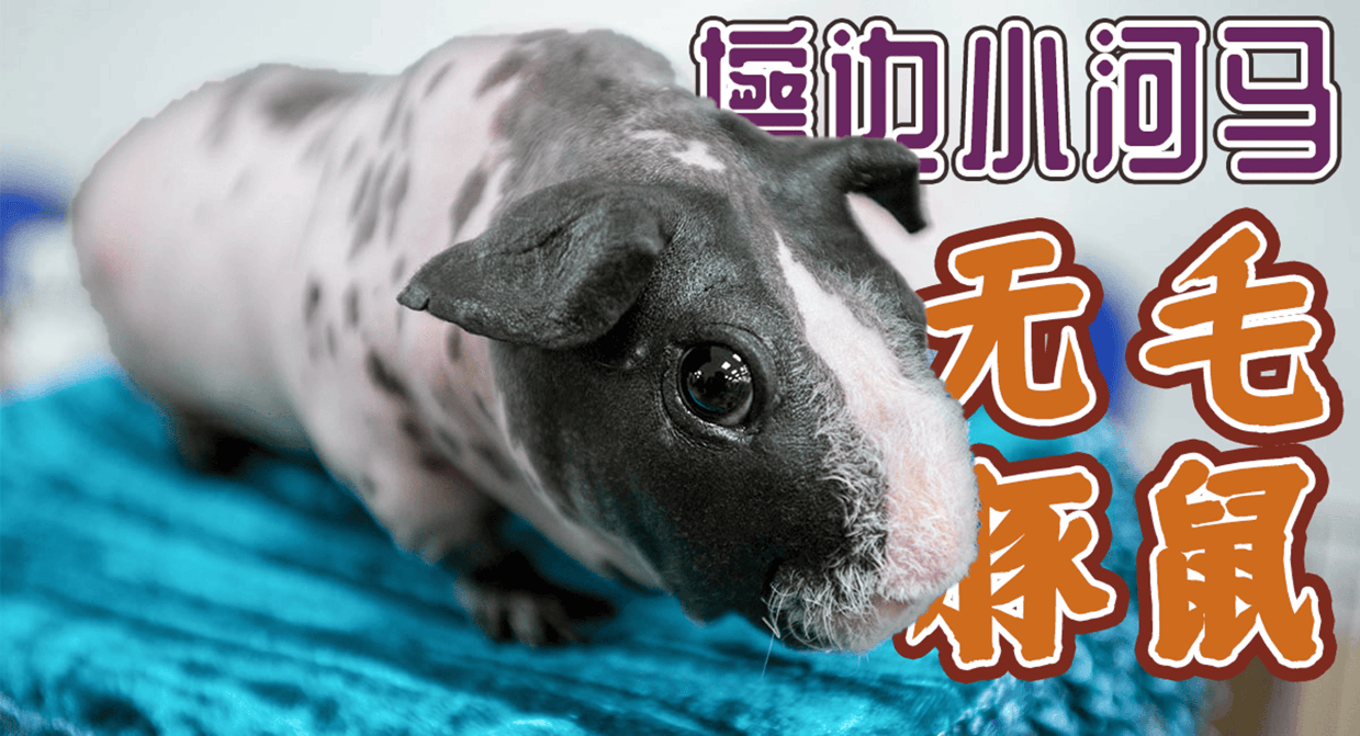 豚鼠界擦边网红，无毛荷兰猪的饲养要点，千万要注意这几点！