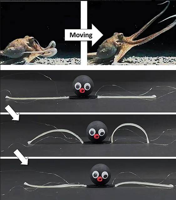 研究人员开发出会变色并像章鱼一样移动的软体机器人