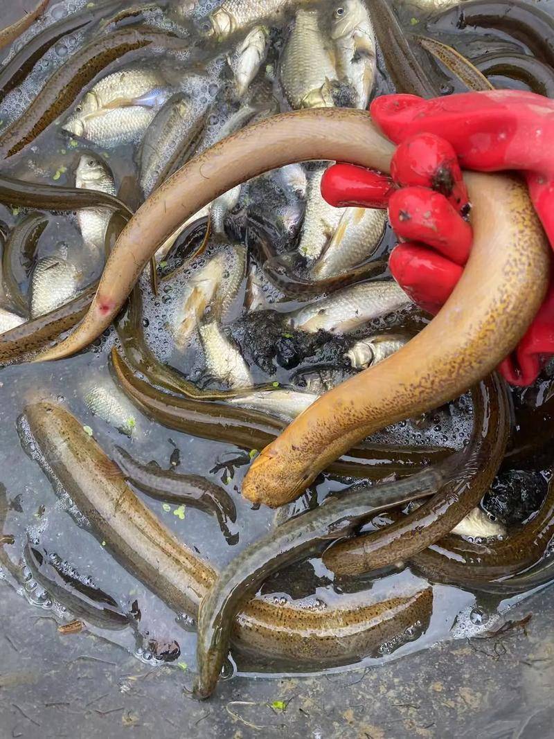 四岁女孩乳房发育确诊性早熟！医生：四少吃一不碰两控制