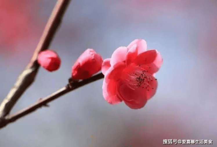 原创            立春将至，6种应季养肝菜吃起来，顺应时节、养肝护肝，迎接新春！