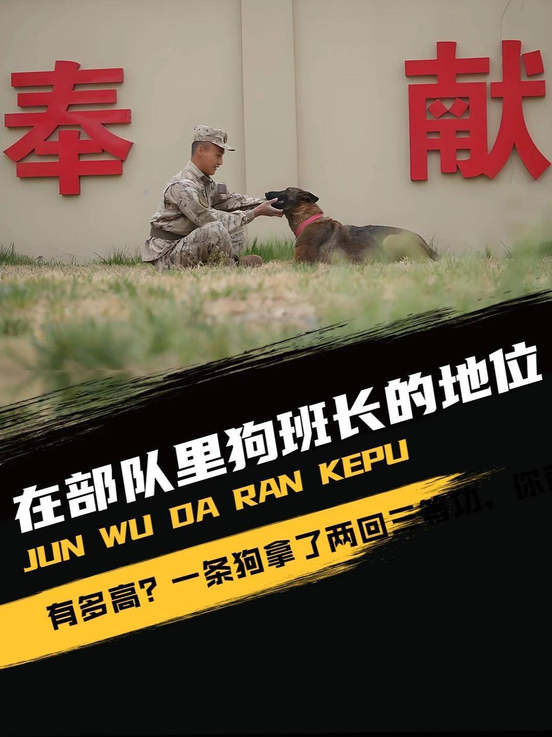 700. 在部队里狗班长的地位有多高?一条狗拿了两回三等功,你可以吗?#军事科普 #军事迷 #军迷发烧友 #军事爱好者 #军事