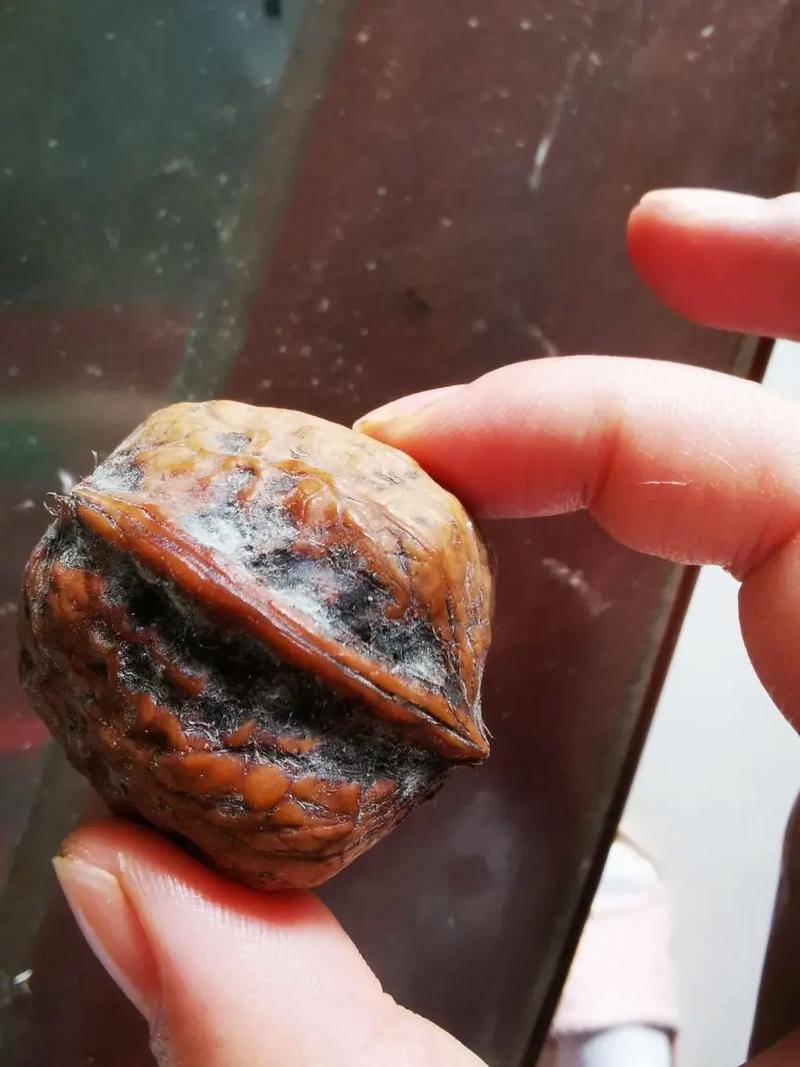 文玩核桃盘不对会致癌？并非空穴来风，你可能正在这样做