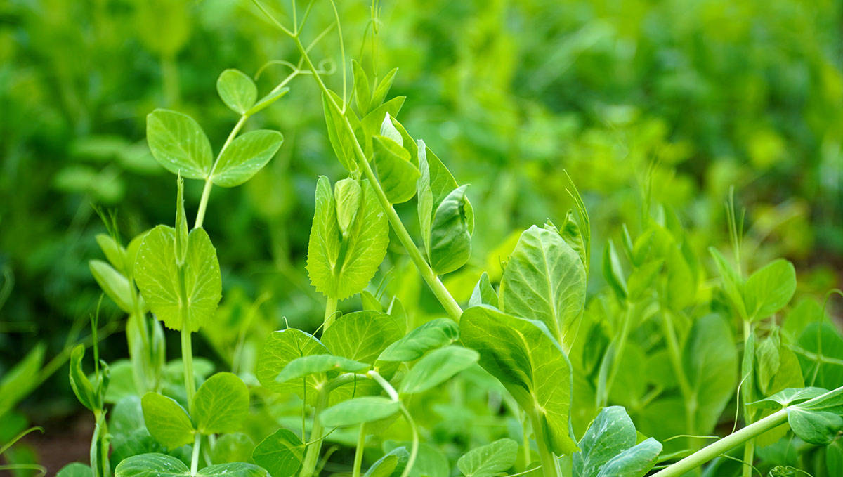 原创            一养肝，二排毒，三护眼，四增免疫，立春后使劲吃，鲜美正当季，应季而食，平安度春