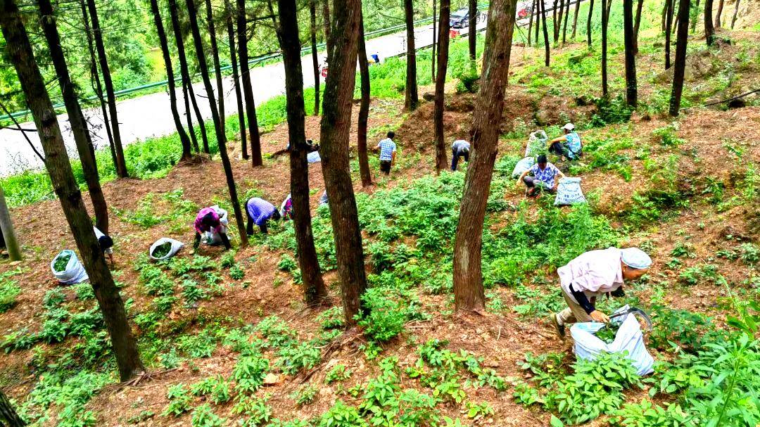 药材种植图片高清