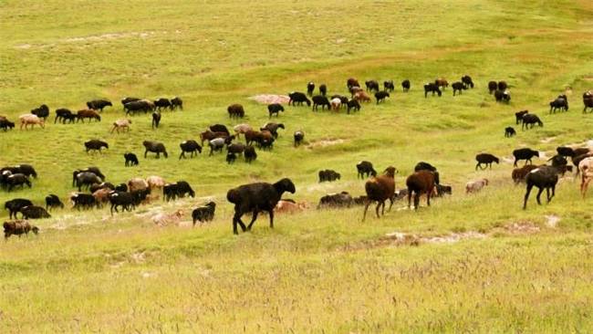 产业兴边结硕果 富民固边谱新篇 华电帮扶"葱岭小羊"项目点亮帕米尔高原牧民增收路_https://www.izongheng.net_快讯_第3张