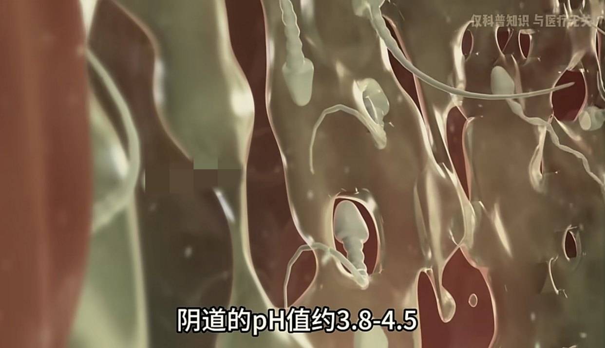 失败受孕后精子会去向何处？长知识了