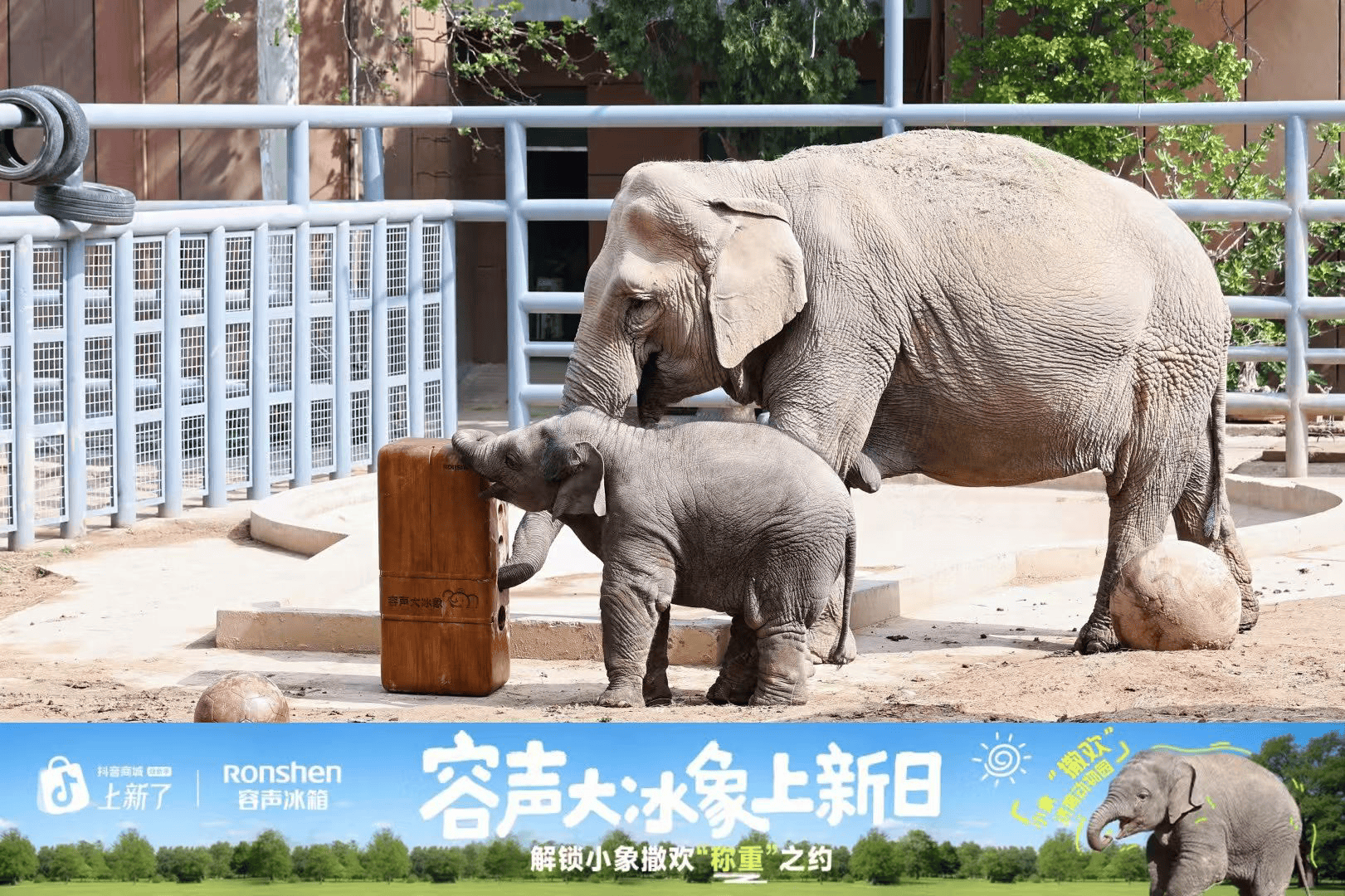 《一场“食材山”的温暖接力：容声“大冰象”冰箱现身济南野生动物园》