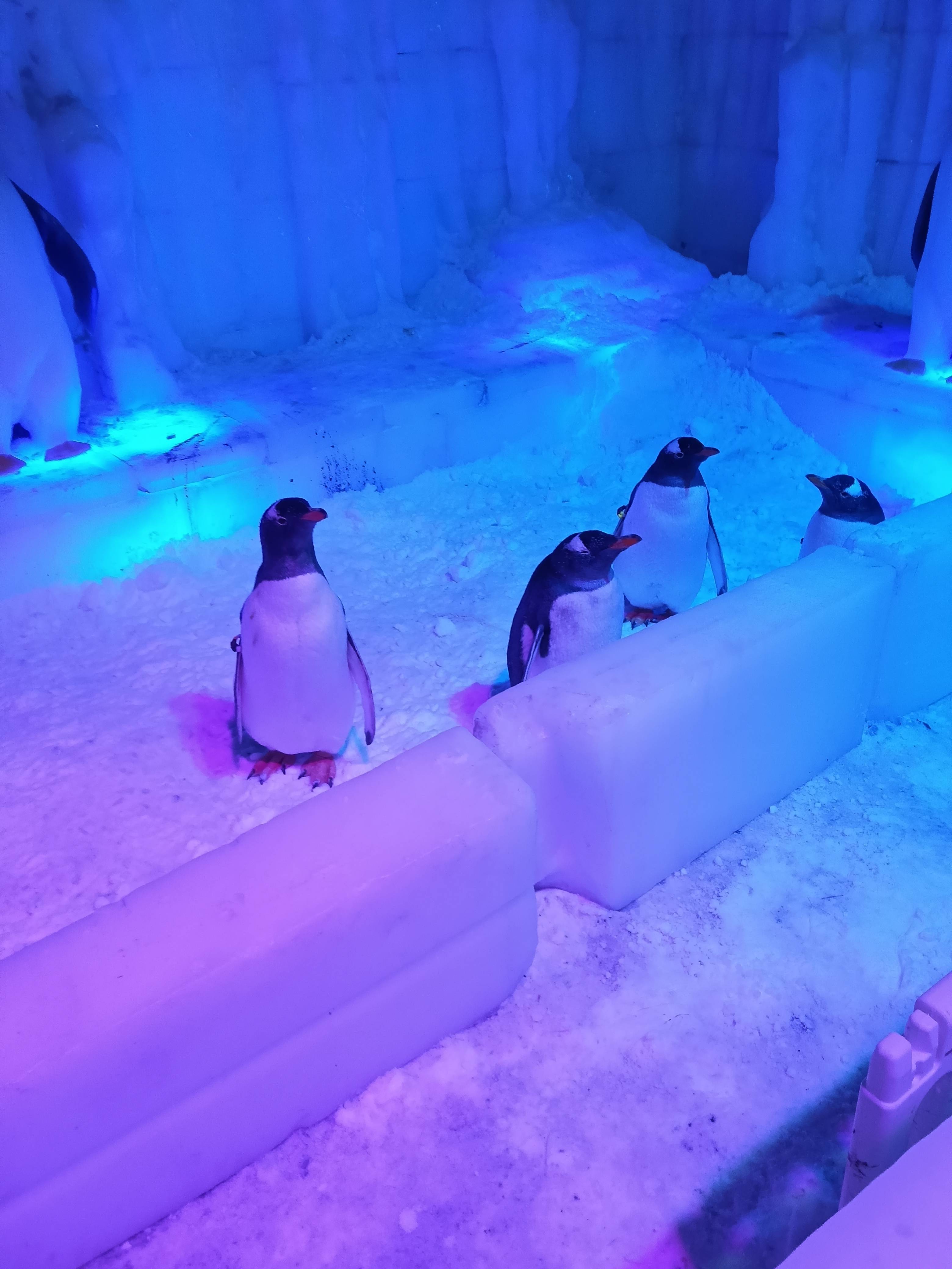 会计初级职称考试_CPA注册会计师_CDA数据分析师