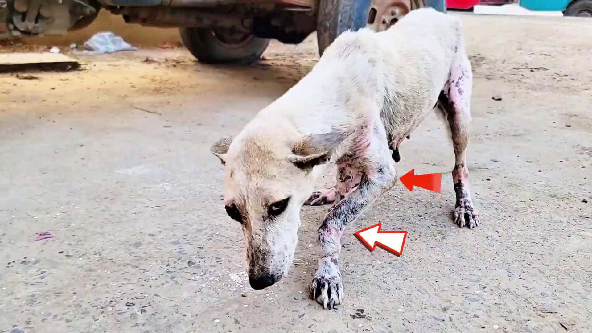 主人把狗狗的腿打成罗圈腿，并且遗弃在街上，幸好遇到好心人收留