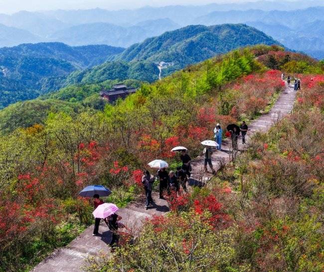 湖南新化县2026年大熊山古树茶开采节活动隆重举行(图5) 湖南新化县2026年大熊山古树茶开采节活动隆重举行(图5)