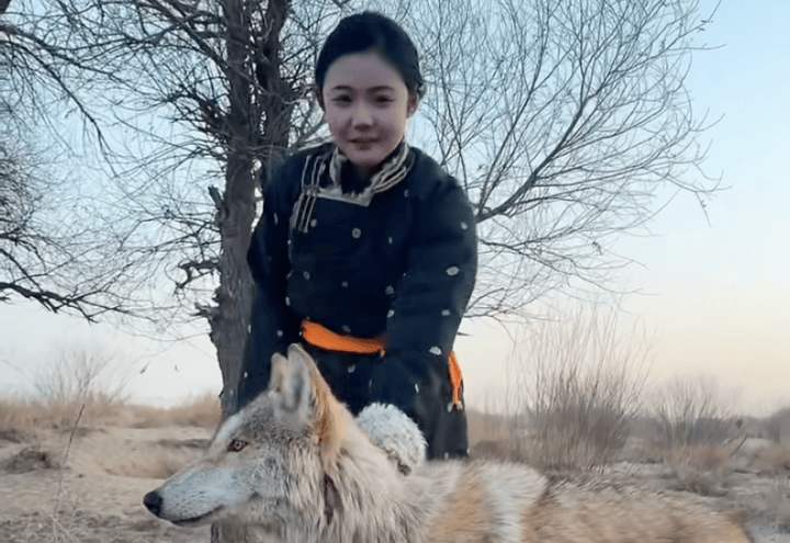 大学还没毕业，浙江00后女生远赴内蒙古与20多只狼朝夕相处