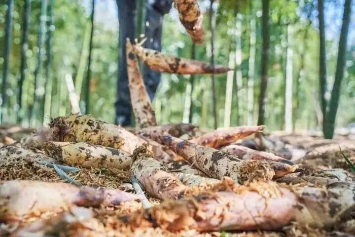近期大量上市，杭州多人吃进急诊室！医生紧急提醒