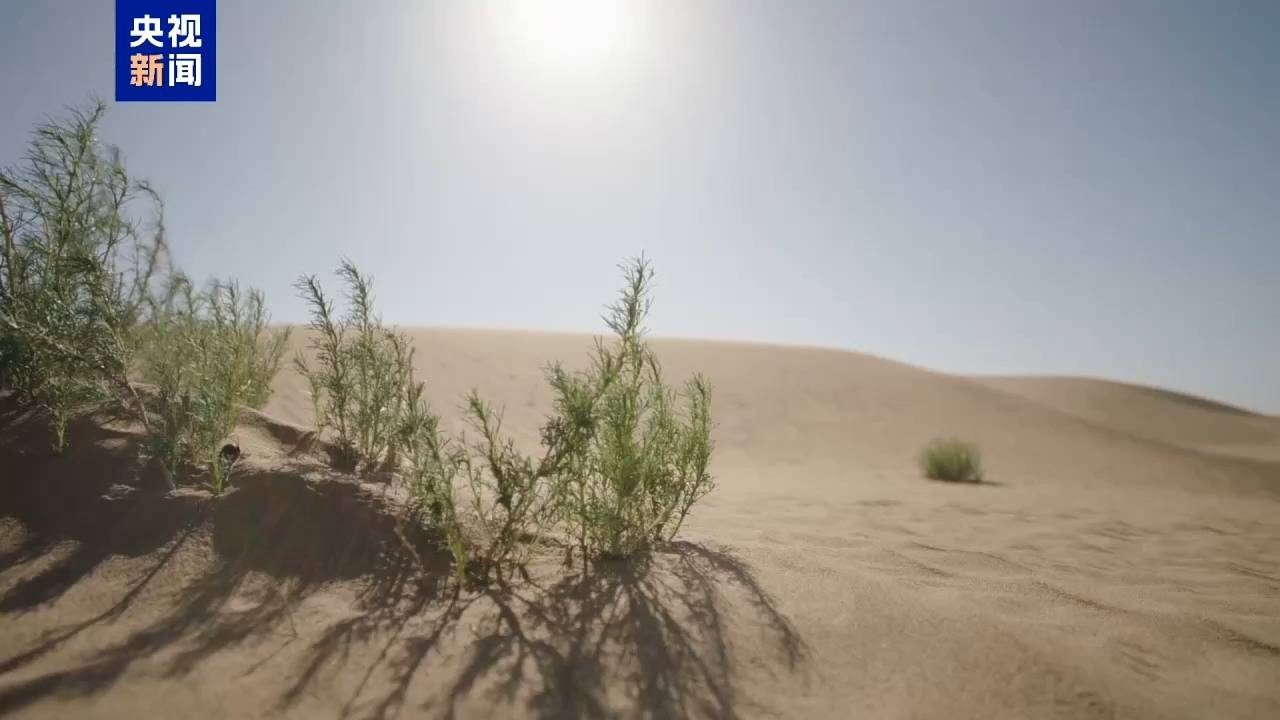 視頻丨流沙變穩(wěn)固還能跳高 揭秘新疆棉花稈治沙硬核技術(shù)海報(bào)