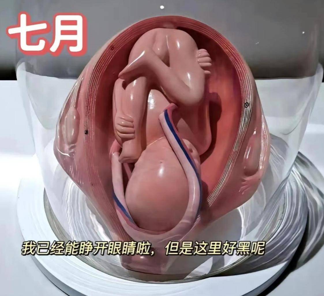怀孕十月胎儿发育过程图,感叹生命如此神奇