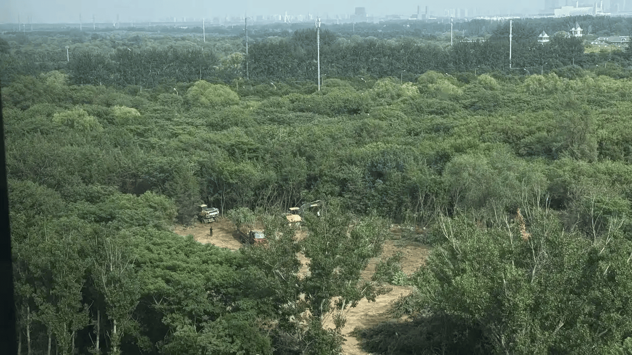 施工单位在周边树上悬挂人工鸟巢