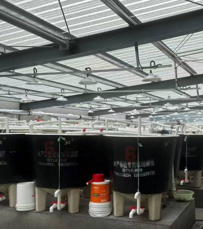 金融活水润虾田:千万贷款助力文成罗氏沼虾特色水产养殖产业规模化发展(图1) 金融活水润虾田:千万贷款助力文成罗氏沼虾特色水产养殖产业规模化发展(图1)