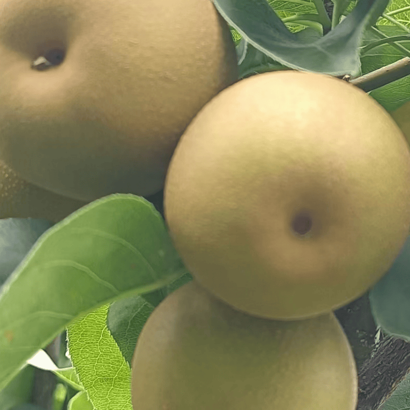 原创            9月7日，农历7月26，白露节气，提醒：吃4样，做1事，清润养身，别忘老传统