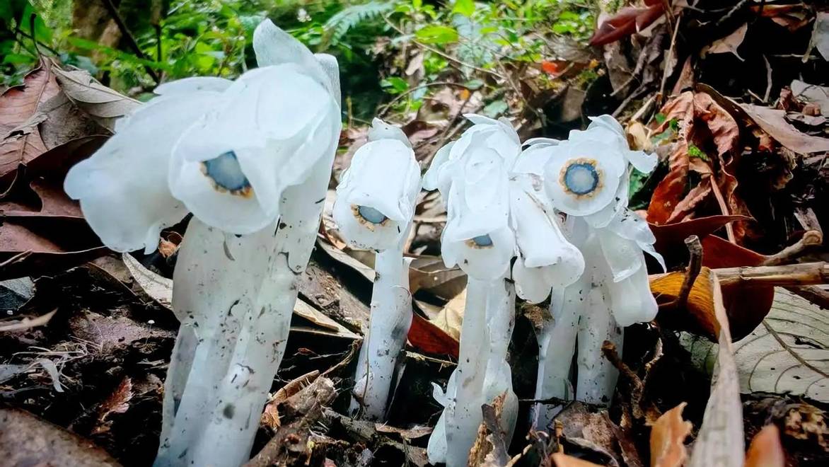云南哀牢山发现50多株“冥界之花”水晶兰