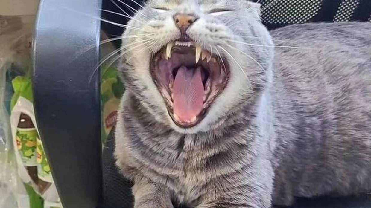 车库里捡来的流浪猫，成了办公室的“霸总”，每天霸占着工位！